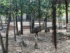 -清迈夜间动物园