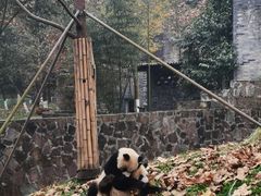 -都江堰中华大熊猫苑