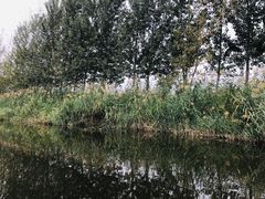 -白洋淀景区