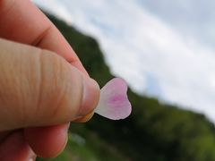 -布鲁塞尔大广场
