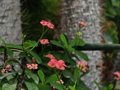 -国家植物园南园