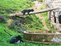 -清迈夜间动物园