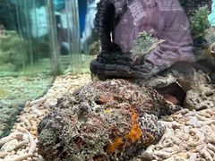 -太平洋海底世界