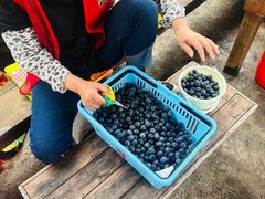 -海堤葡萄园中小学生研学基地