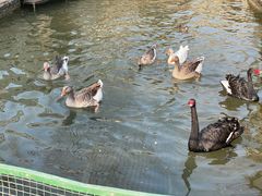 -南宫五洲植物乐园