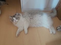 -艾吉宠物医院·疑难杂症转诊中心·猫友好(碧江路院)
