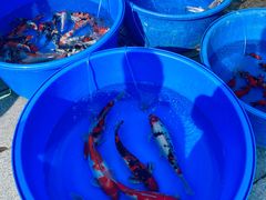 -华声天桥民俗文化园