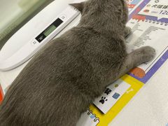 -伟伟宠物医院·CT影像中心·瑞派犬猫综合性门诊(汉口总院)