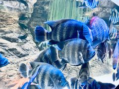 -上海海洋水族馆