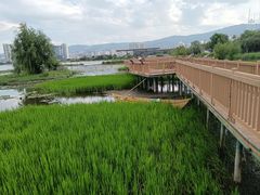 -洱海月湿地公园