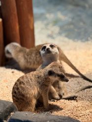 -Zoolung Zoolung动物主题公园(海信广场店)