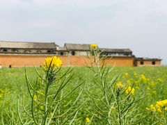 景观台外油菜花田-喜林苑·稻田餐厅(品相府店)