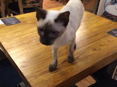 -more than meow吴止猫主题餐厅(承德 中船汇店)