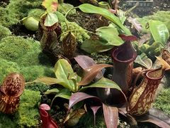 -国家植物园南园