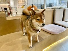 -柴务处·柴犬主题狗咖