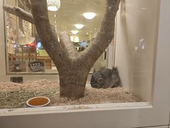 -龙猫仔乐园(惠福东路店)