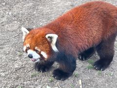 -上海野生动物园
