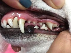 -宠福鑫康馨动物医院·骨科·眼科