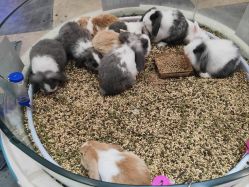 -卡通尼·Safari非洲探索乐园·生日会(金桥国际商业广场店)