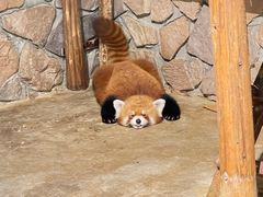 -绿色星球动物主题公园