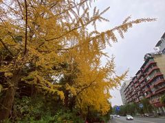 -成都市活水公园