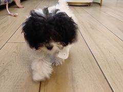 -天宠宠物医院24小时·急重症诊疗中心·全科·腔镜特色(和平分院)