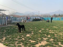 -趣玩宠物乐园寄养训犬训狗游泳池