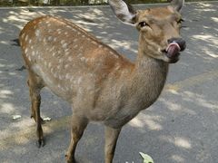 -秦皇岛野生动物园