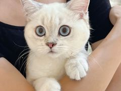 -lincat·猫舍(广州店)