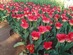 -石家庄市植物园