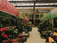 -龙大花卉苗木市场
