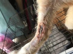 -顺强宠物诊所·狂犬免疫·夜诊·骨科(嘉定店)