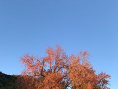 -香山公园