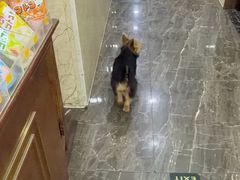 -宠爱国际动物医院·消化内科·心肾内科·ISFM猫友好(望京店)