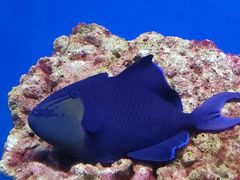 -海合安青岛极地海洋公园