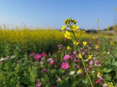 -光明小镇欢乐田园