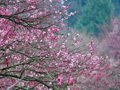 -梅花山(明孝陵内)