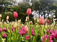 -上海鲜花港