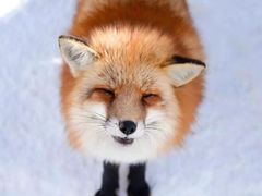 -宫城藏王狐狸村