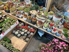 -双季花艺园艺市场(浦东店)