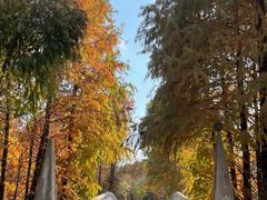 -上海海湾国家森林公园