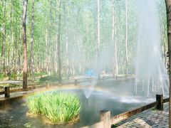 -合肥滨湖国家森林公园