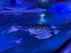 -秦皇岛新澳海底世界