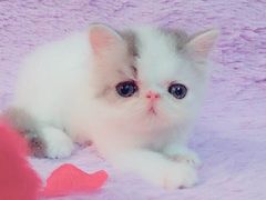 -Bastet sally猫舍购宠(静安店)