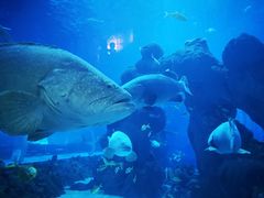 -成都浩海立方海洋公园