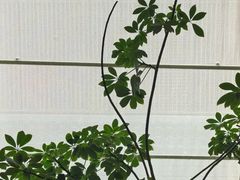 -元古雲境(太古里店)