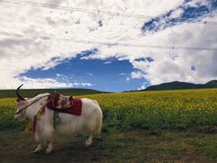 -青海湖国家重点风景名胜区