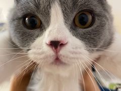 -lincat·猫舍(广州店)