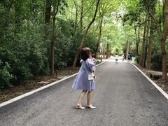 -东平国家森林公园