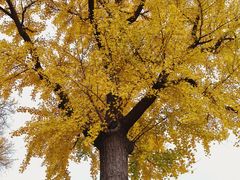 -泰山风景名胜区-普照寺